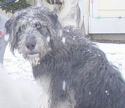 Leva stran modrookega psa Siberpoo, ki sedi v snegu in gleda nazaj v kamero. Ima dolg kosmat plašč in sneg je po hrbtu.