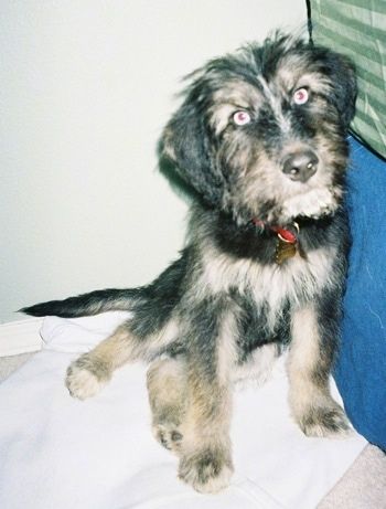 Črn in rumen psiček Siberpoo sedi ob postelji in se veseli. Mladiček ima modre oči.
