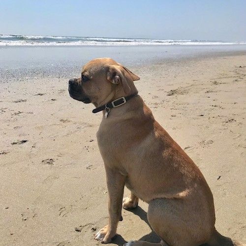 Поглед са задње стране на препланули и црни пас који седи на плажи и гледа у таласе у води.