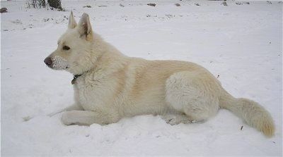 Sidevisning - En hvit King Shepherd ligger i snø med snø i ansiktet.