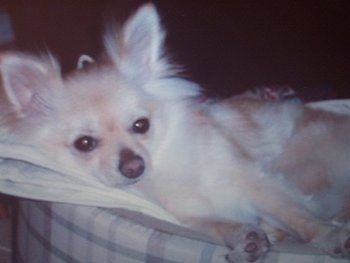 Perk ušesna rjava barva z belim Pomchijem leži v pasji postelji in se veseli. Na ušesih ima daljše obrobne lase.