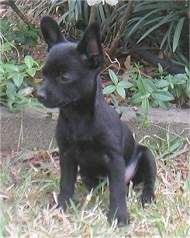 Pogled od spredaj - Črn psiček Pomchi sedi na travi in ​​gleda navzdol in levo.