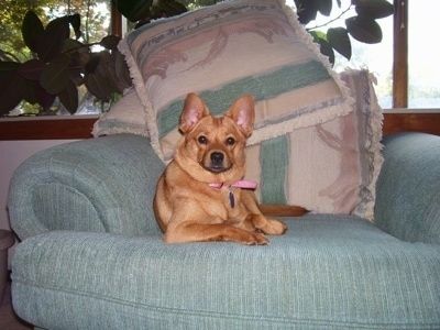 Pogled od spredaj - Rdeč kratkodlaki pes Pomchi leži na zelenem kavču, za njo pa je utrdba blazin. Pes se veseli.