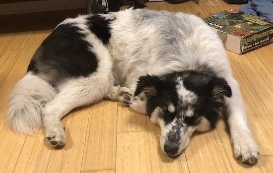 Suurt tõugu koer, kellel on väga paks valge ja must karv ning pika karvaga saba ja mis asetseb lehtpuupõrandale suure raamatu kõrvale