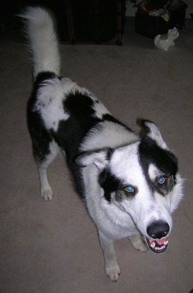 Вид сверху, глядя на черно-белую собаку Пиренеев хаски, стоящую на коричневом ковре, улыбаясь в камеру. Его глаза светятся синим светом от вспышки камеры.