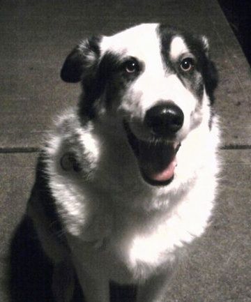 Framifrån - En svartvit Pyreness Husky hund som sitter på betong med munnen öppen och ser glad ut.