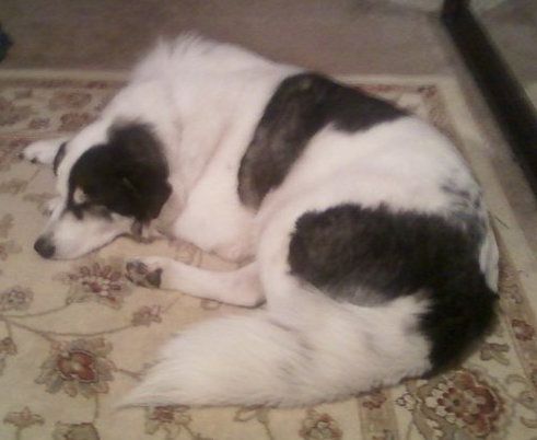 पीछे की ओर का दृश्य - एक काला और सफेद पाइरनीस हस्की कुत्ता एक तन पुष्प गलीचा पर सो रहा था