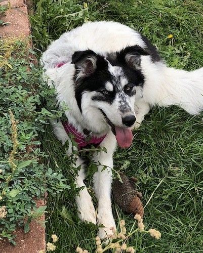 Ein großer, dick beschichteter weißer Hund mit schwarzer Haut auf Kopf und Rücken, einer schwarzen Nase und blauen Augen, die sich draußen in Gras neben einem plüschigen ausgestopften Igelspielzeug gegen eine Mauer legen