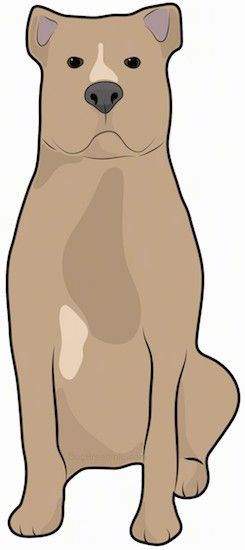 Цртеж смеђег и препланулог пса са широким грудима, великом главом, малим ошишаним ушима, великим црним носом и тамним очима.