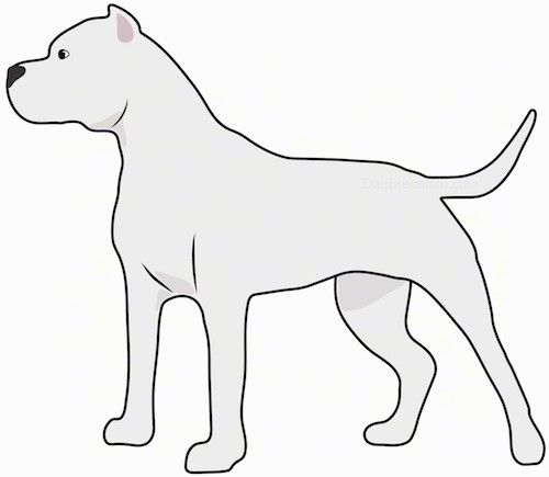Цртеж бочног погледа белог, мишићавог пса велике главе и малих ошишаних ушију, дугог репа, тамног носа и тамних очију који стоји и гледа улево.