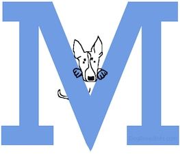 Nupieštas mini bulterjero šuo atsistoja viduryje didžiosios M raidės