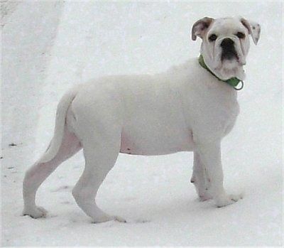 Dub EngAm Buldog stoji zunaj v snegu in se veseli. Ves je bel s porjavitvijo na ušesih.
