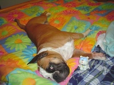 Amos Moses Bulldog EngAm leži na boku na postelji na vrhu barvite odeje. Pred njim je bela plastična igrača buldog.