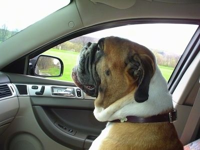 Amos Moses Bulldog EngAm sedi na sovoznikovem sedežu vozila in gleda čez vetrobransko steklo