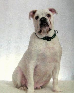 Dub bel EngAm Bulldog sedi na preprogi in pred belo kuliso. Na ušesih ima nekaj rumene barve.