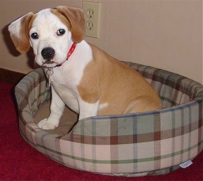 Otis tan z belim psičkom Eng / Am Bulldog sedi v rjavi in ​​zeleni karirasti pasji postelji, ki je na vrhu rdečega kapreta, in se veseli