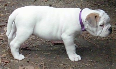 Dub bel z rumenim psičkom EngAm Bulldog stoji zunaj na poti, polni palic in umazanije