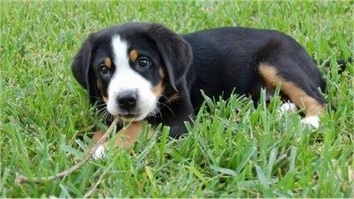 Un gosset de gos de muntanya suís gran negre, marró i blanc tricolor està assegut a l’herba i mira a l’esquerra