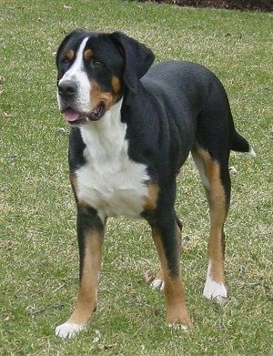 Un gos de muntanya suís gran negre, marró i blanc tricolor està parat a l’herba. Té la boca oberta i la llengua fora