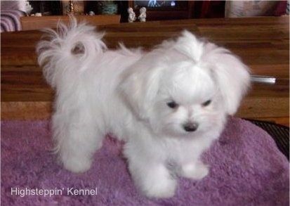 Įdarytas žaislas, minkštas, baltas maltiečių šuniukas, stovintis ant purpurinio kilimėlio, žiūrintis žemyn.