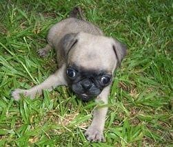 Zamknij się widok z przodu - A tan z czarnym Pug puppy leży w trawie i nie może się doczekać. Ma dużą głowę w porównaniu z ciałem, a oczy wyrastają z głowy.