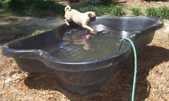 Phần bên phải của một chú chó Pug mặt đen rám nắng đang đứng bên một cái hồ bơi màu đen đang đầy nước. Pug đang lướt trên mặt nước. Có một quả bóng tennis màu đỏ lơ lửng trong đó.
