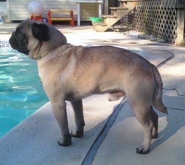 O lado esquerdo de um bronzeado com Pug preto à beira da piscina. Ele está olhando para a esquerda e para a água azul brilhante.