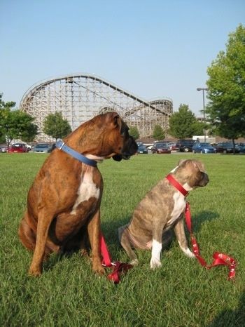 Ένα κουτάβι με μπλε μύτη Pit Bull Terrier και ένα καφέ brindle Boxer κάθονται στο γρασίδι και κοιτάζουν προς τα δεξιά. Υπάρχει ένα μεγάλο rollercoaster πίσω τους.