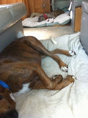 Brūns brūns bokseris guļ uz suņu gultas, un aiz viņa ir zilā deguna brindle pitbulterjera kucēns, kurš guļ uz suņu gultas RV kempera iekšpusē.