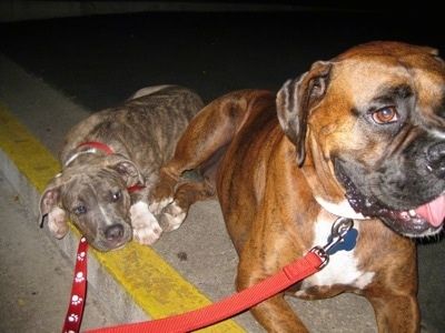 Nærbilde - En blå nese brindle Pit Bull Terrier valp og en brun brindle Boxer ligger ved en inngangsvei, og de ser til høyre.