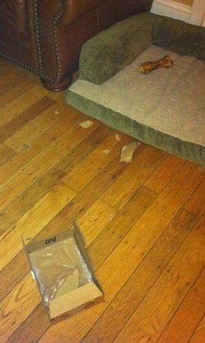 Otvorená krabica s kúskami, ktoré boli odtrhnuté na podlahe z tvrdého dreva. Vedľa koženej pohovky v pozadí je zelenohnedé psie lôžko s kosťou.