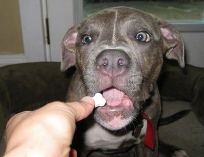 Närbild - En blå näsbrindel Pit Bull Terrier valp sitter på en hundsäng och han får ett piller som är formad som ett ben.