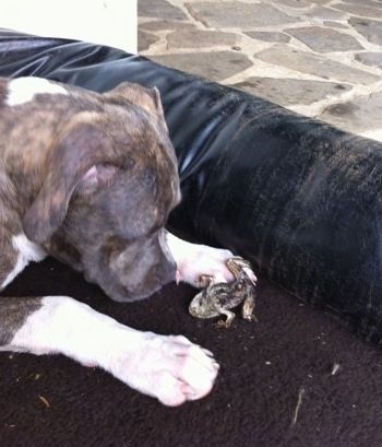 Κλείσιμο επάνω - Ένα κουτάβι μπλε μύτης Pit Bull Terrier ξαπλώνει σε ένα κρεβάτι σκύλου και κοιτάζει κάτω έναν νεκρό βάτραχο που βρίσκεται μπροστά του.