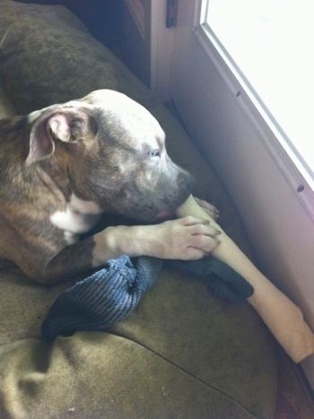 Κλείσιμο επάνω - Ένα κουτάβι Pit Bull Terrier με μπλε μύτη ξαπλώνει σε ένα κρεβάτι σκύλου μπροστά από μια πόρτα και μασάει ένα κόκαλο.