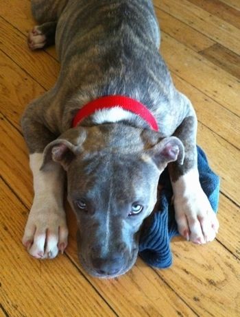 Uždaryti - mėlynos nosies skiautinys pitbulterjero šuniukas guli ant kietmedžio grindų ir ant mėlynos kojinės.