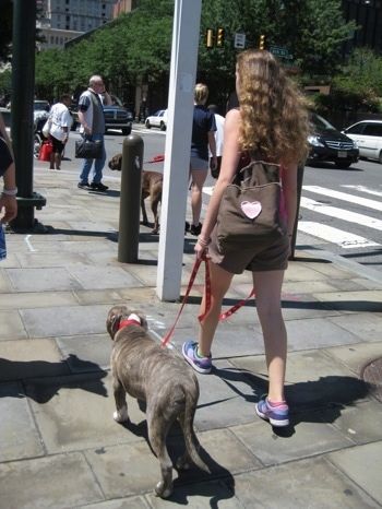 Девушка с розовым сердечком на коричневой сумке выгуливает голубоносого тигрового щенка питбультерьера по оживленной городской улице.