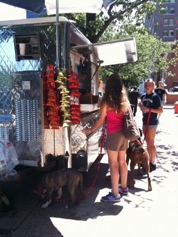 Žíhané šteniatko Pit Bull Terrier s modrým nosom čuchá pod pouličným predavačom. Na vodítku je dievča v ružovej košeli. Na vodítku hnedého žíhaného boxera je dievča v modrej košeli.