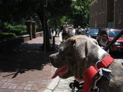 Nahaufnahme - Der Rücken eines gestromten Pit Bull Terrier-Welpen mit blauer Nase, der eine Kutschenfahrt in den Straßen der Altstadt von Philadelphia unternimmt.