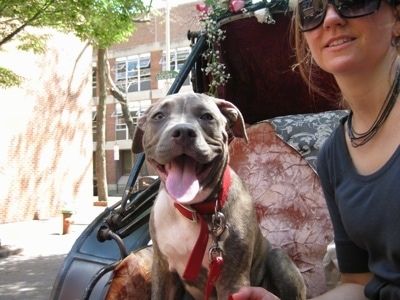 Ένα κουτάβι με μπλε μύτη Pit Bull Terrier κάθεται δίπλα στον ιδιοκτήτη του σε μια άμαξα. Το στόμα του είναι ανοιχτό, η γλώσσα του είναι έξω και μοιάζει να χαμογελά.