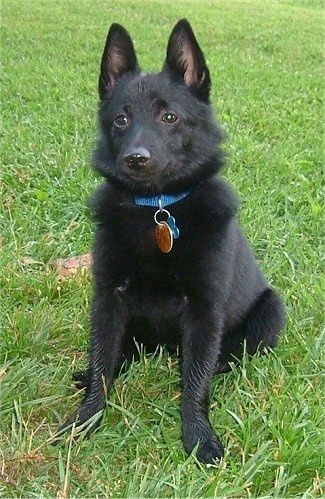 Pandangan depan - Seekor anjing Schipperke hitam yang kecil dan bersemangat duduk di rumput melihat ke hadapan. Anjing itu memakai kolar biru.