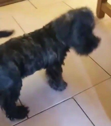 Ein kleiner schwarzer Hund mit gewelltem Mantel und gefalteten Ohren, der auf einem braunen Fliesenboden neben einem Holzstuhl steht