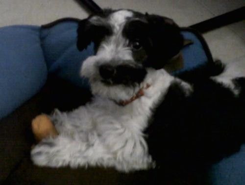 Ein kleiner schwarz-weißer, dicker, welliger Hund mit dickem Fell auf der Schnauze, der sich mit einem orangefarbenen Spielzeug vor sich auf ein blaues Hundebedürfnis legt