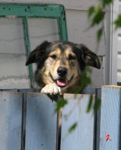 Anjing Alaskan Goldenmute berdiri di atas pagar yang mengintip ke atas