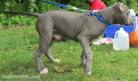 Bahagian kanan Pit Bull Terrier hidung-biru yang berjalan di hadapan piknik yang berlaku di belakangnya.