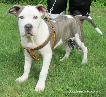 Bahagian kiri depan Pit Bull Terrier Puppy berwarna putih dan kelabu yang berdiri di atas rumput dan ia memakai tali pinggang.