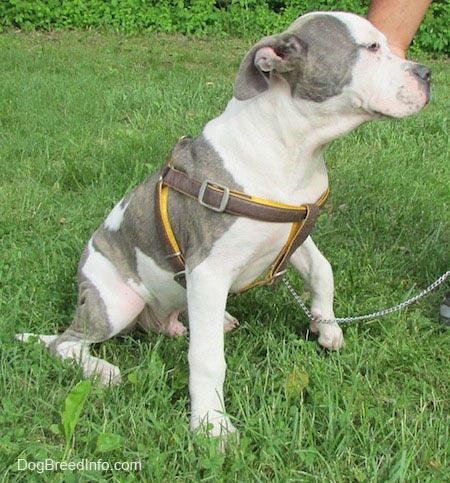 Bahagian kanan depan Pit Bull Terrier Puppy berwarna kelabu dan putih yang sedang duduk di atas rumput. Ia memiliki kaki kiri depan dari rumput dan ia melihat ke kanan.