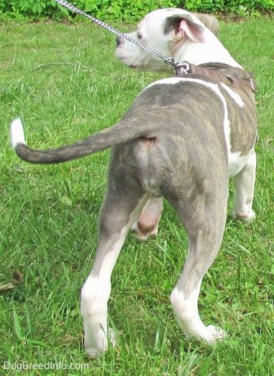 Bahagian belakang seekor anak anjing Pit Bull Terrier berwarna kelabu dan putih yang berdiri di atas rumput dan ia melihat ke kiri.