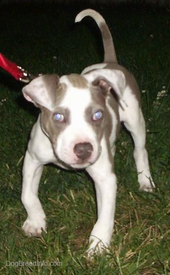 Anak anjing Pit Bull Terrier berwarna kelabu dan putih berdiri di atas rumput dengan ekornya ke atas dan kaki depan tertunduk