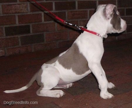 Bahagian kanan anak anjing Pit Bull Terrier berwarna kelabu dan putih yang duduk di trotoar bata dengan tali dan ia melihat ke kanan.