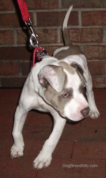 Anak anjing Pit Bull Terrier kelabu dan putih berdiri di trotoar bata, ia menarik ke kanan dan ekornya ke atas